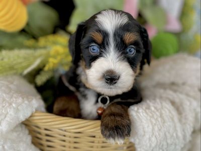 Australian Mountain Doodles Aussie Bernedoodles
