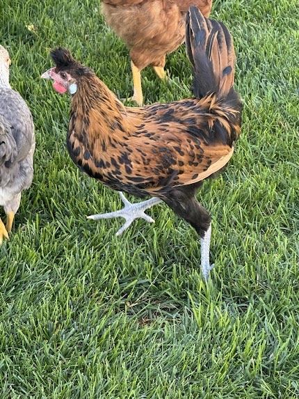 Gold crested Appenzeller Spitzhauben cockerel