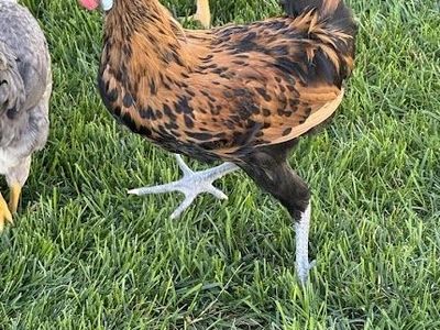 Gold crested Appenzeller Spitzhauben cockerel