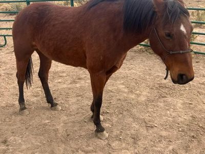 Arabian Quarter Horse