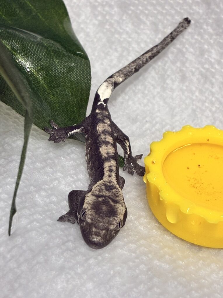 Axanthic Crested gecko