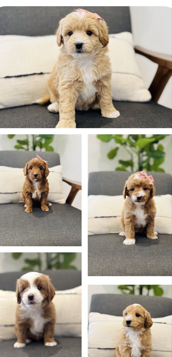 Mini/Petite Golden Doodle Puppies