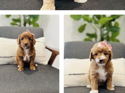 Mini/Petite Golden Doodle Puppies