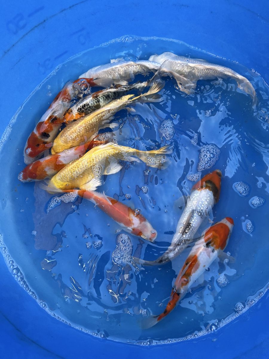 Japanese koi fish