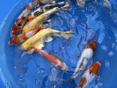 Japanese koi fish