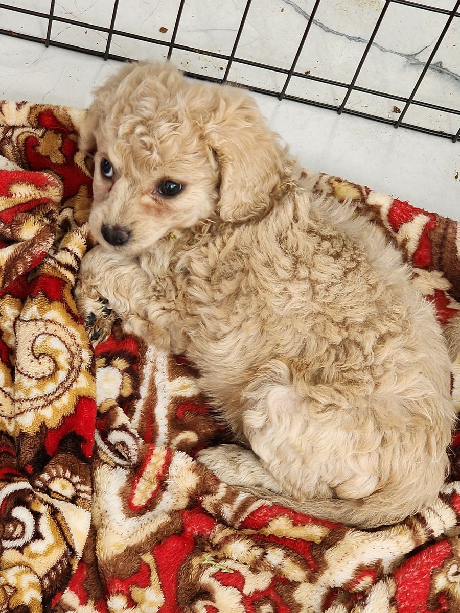 PRICE REDUCED FOR QUICK SALE  499.00 Beautiful sweet cavapoo mix puppies with mini schnauzer