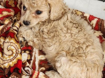 PRICE REDUCED FOR QUICK SALE 499.00 Beautiful sweet cavapoo mix puppies with mini schnauzer