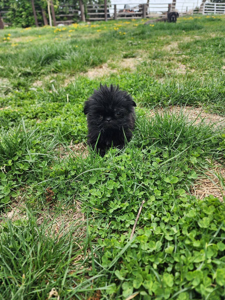 Tiny hypoallergenic Shih Tzu Girl
