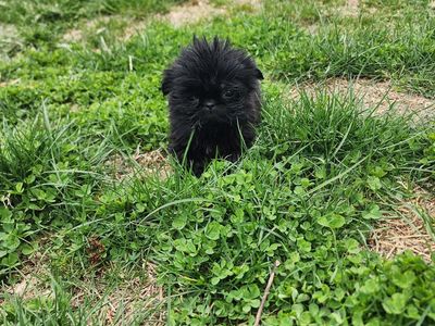 Tiny hypoallergenic Shih Tzu Girl