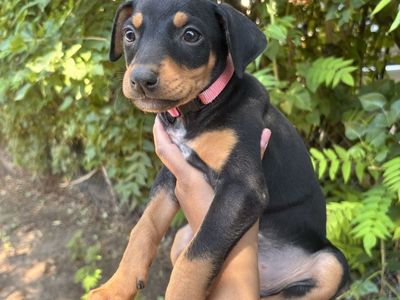 Doberman puppies for sale