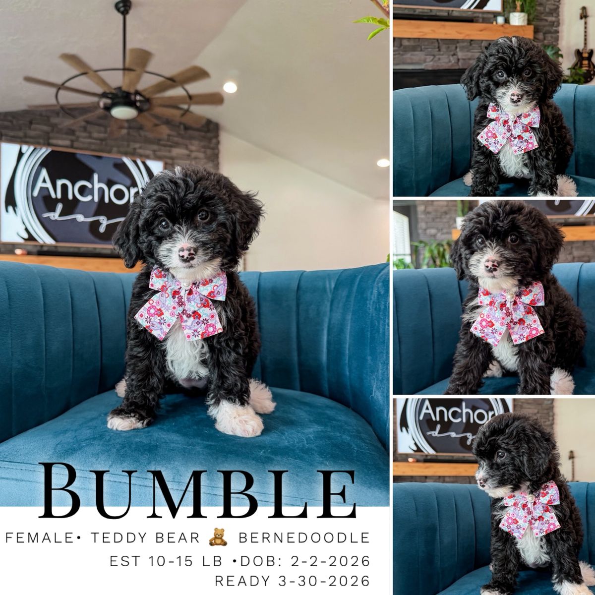 Teddy Bear 🧸 Micro Mini Bernedoodles 10-15lb