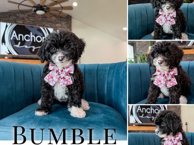 Teddy Bear 🧸 Micro Mini Bernedoodles 10-15lb