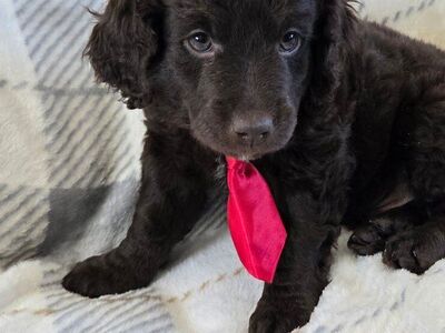 Mini Teacup Golden Retriever Puppies