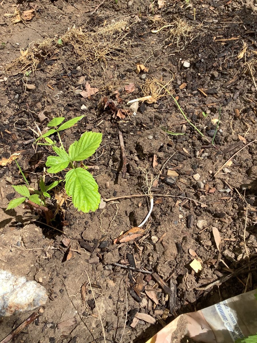 Pink Raspberry plants