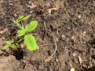 Pink Raspberry plants