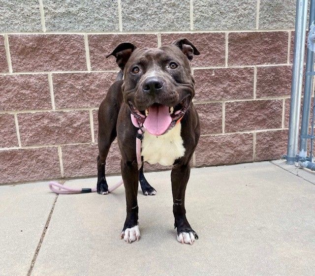 A126833 Zeus is Available for Adoption!