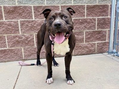 A126833 Zeus is Available for Adoption!