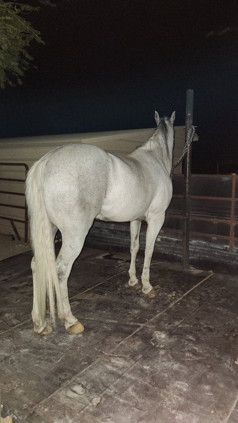 Grey Gelding Horse for Sale