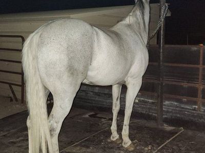 Grey Gelding Horse for Sale