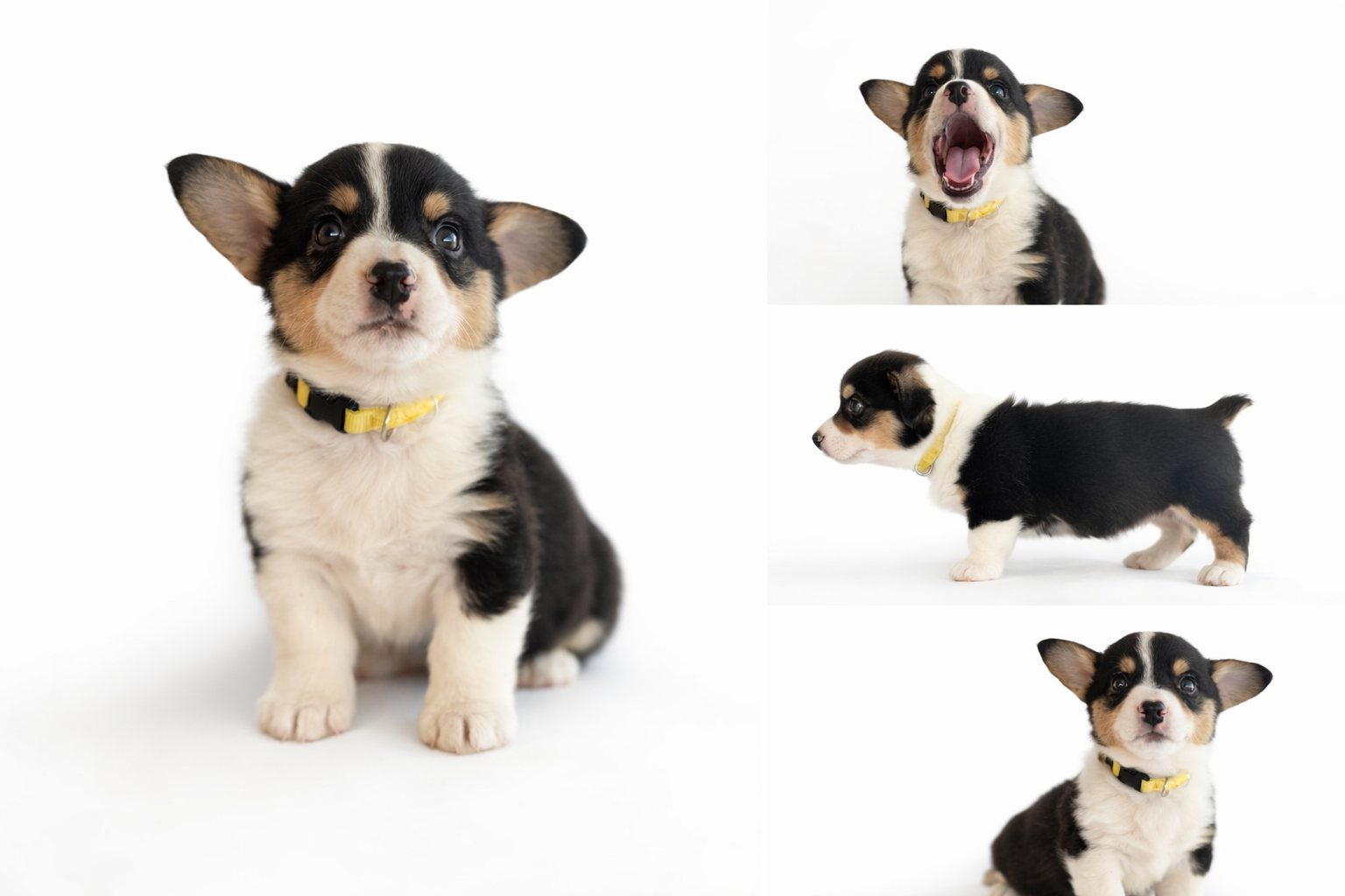 AKC Registered Pembroke Welsh Corgi – [YELLOW]