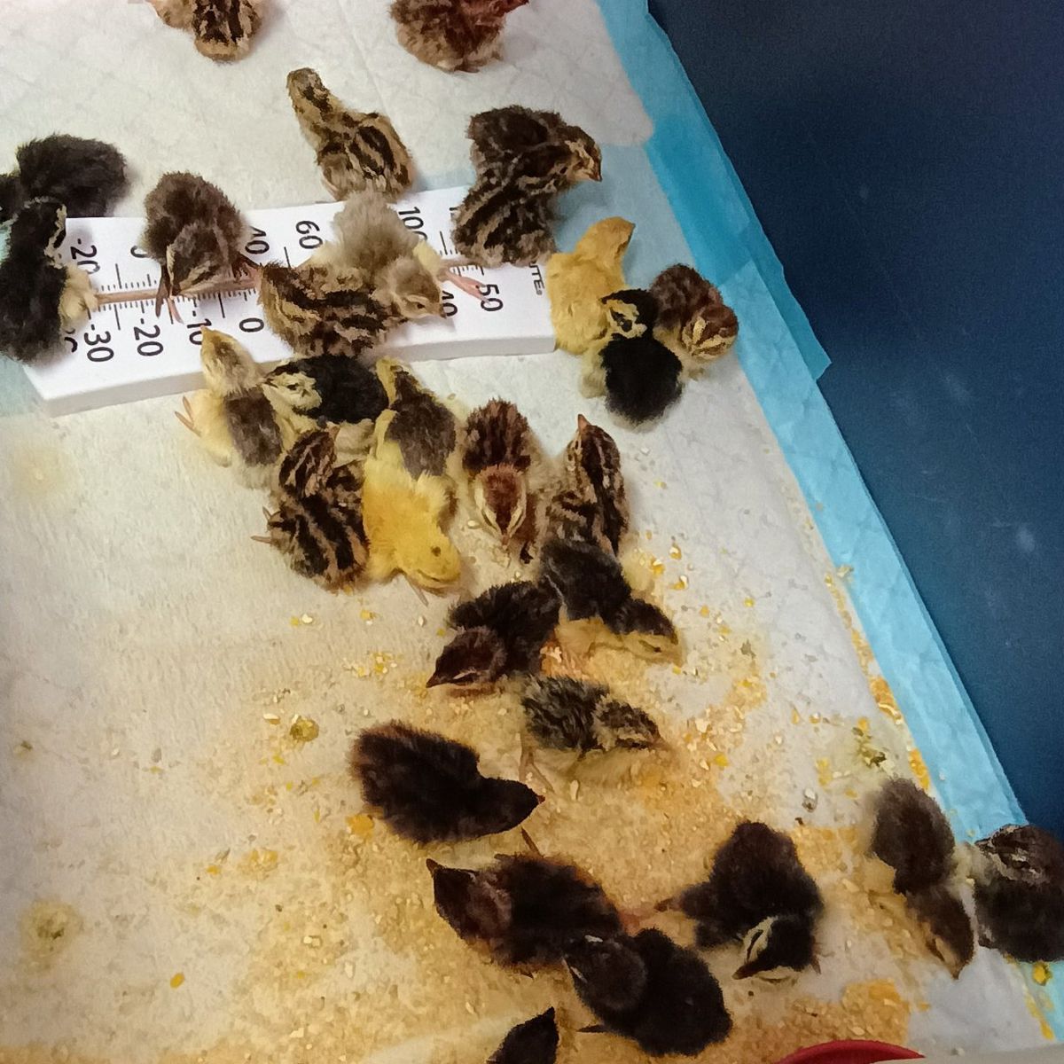 Corturnix quail chicks 1-6 days old