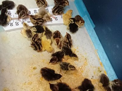 Corturnix quail chicks 1-6 days old