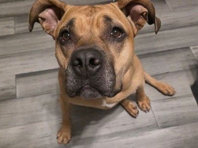 Sweetest Pitbull mix