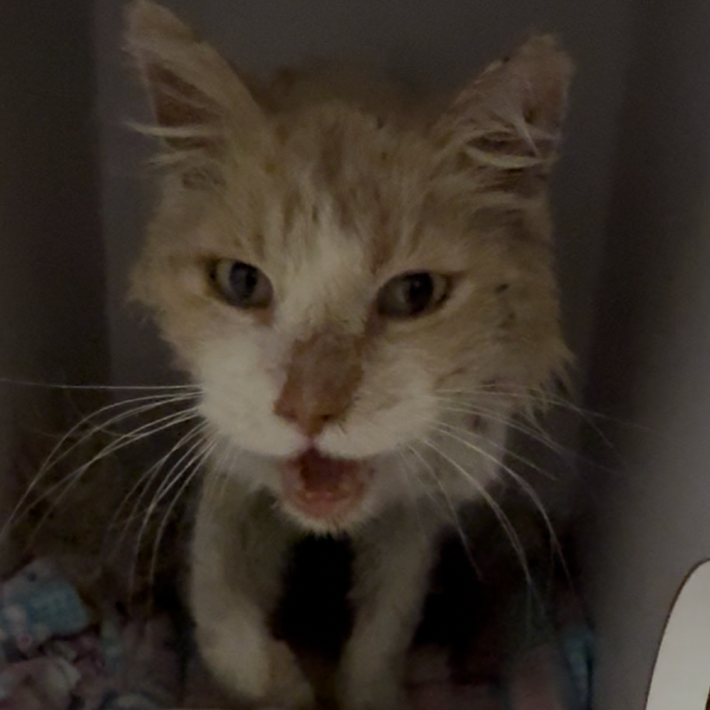 Hello my name is Wayans