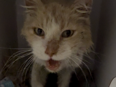 Hello my name is Wayans