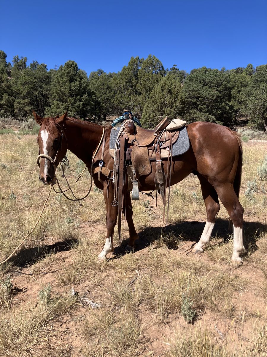 poncho2 year old gelding