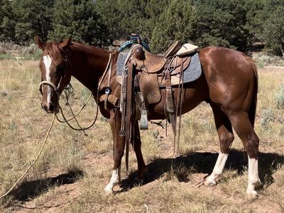 poncho2 year old gelding