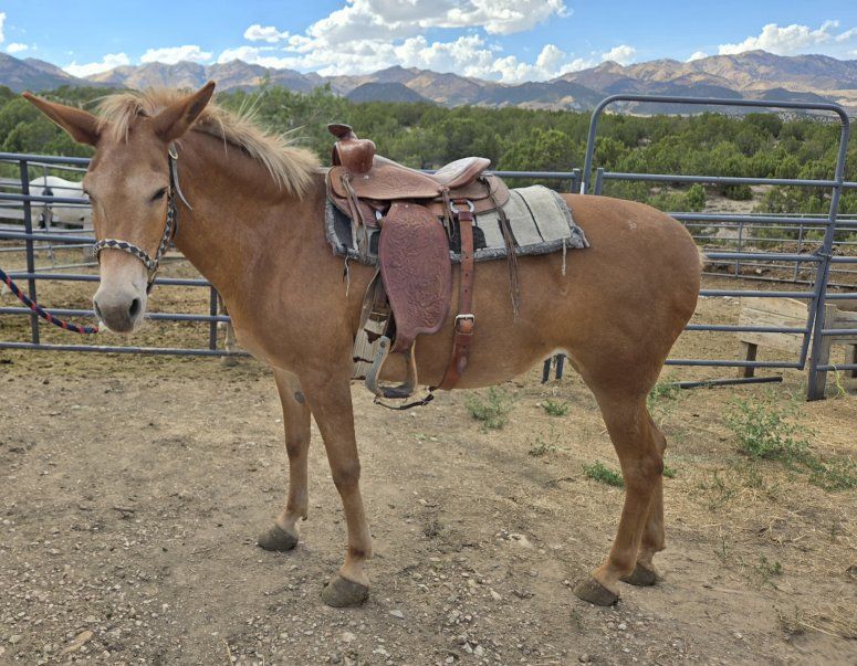 Palamino Molly Mule