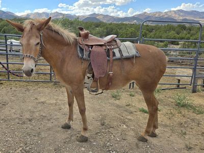 Palamino Molly Mule