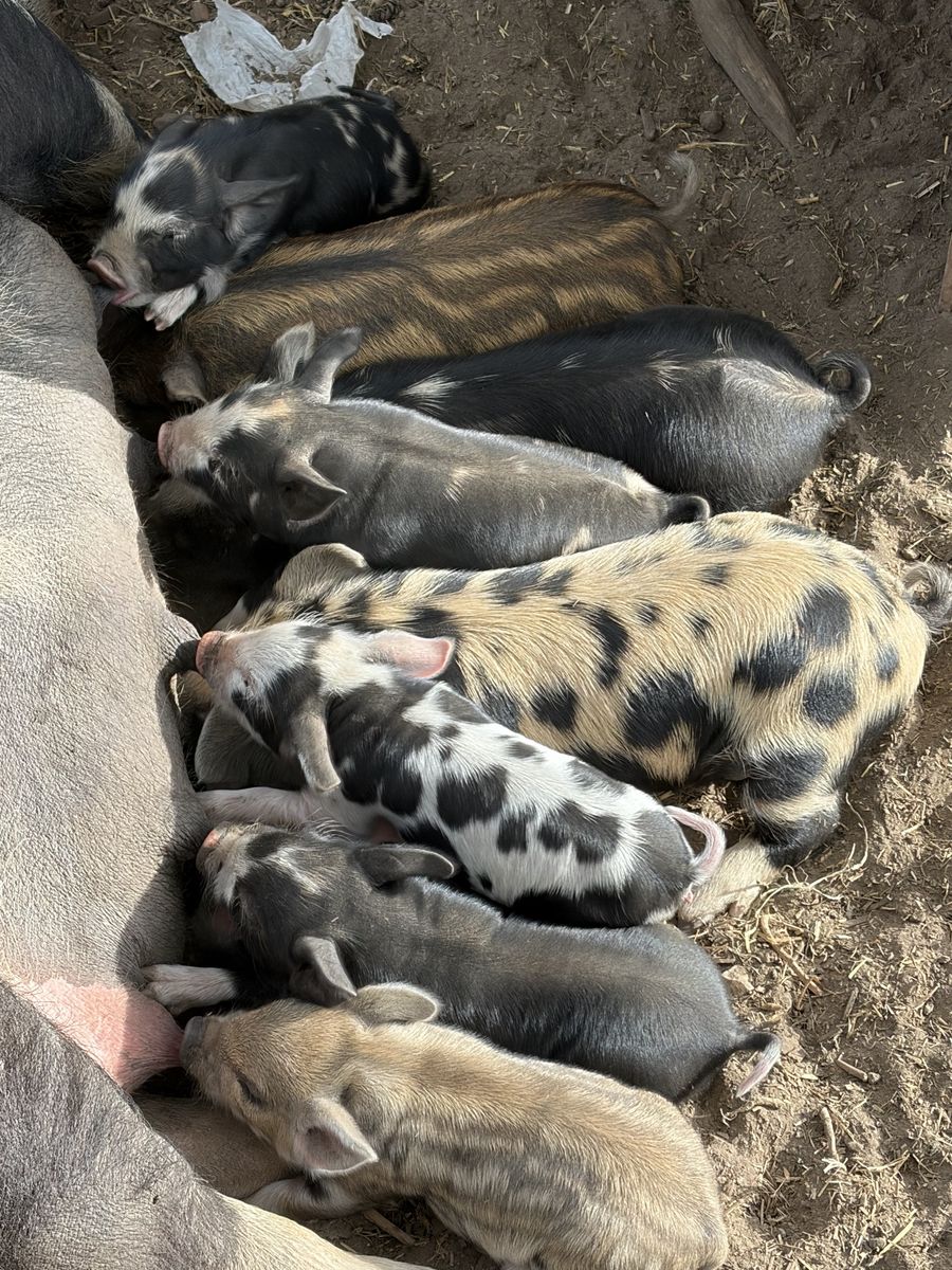 Healthy KuneKune and Mixed Breed Piglets Available