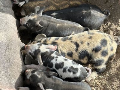 Healthy KuneKune and Mixed Breed Piglets Available