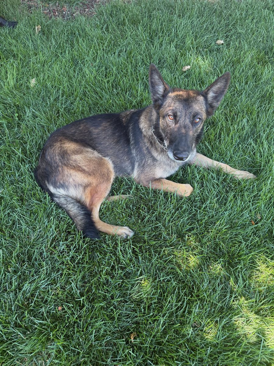 Found dog