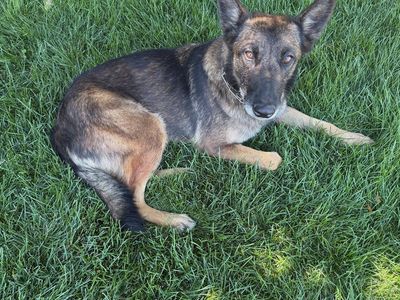 Found dog