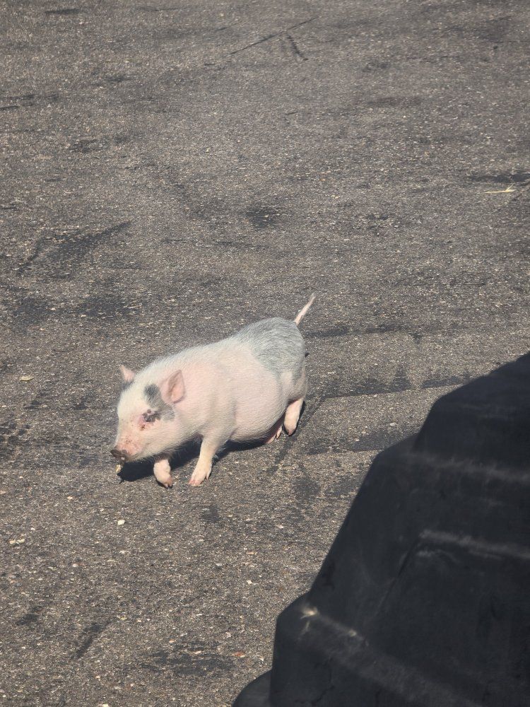 Adorable Small Pig Piglet - Perfect Pet