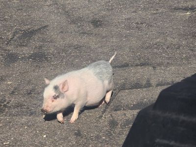 Adorable Small Pig Piglet - Perfect Pet