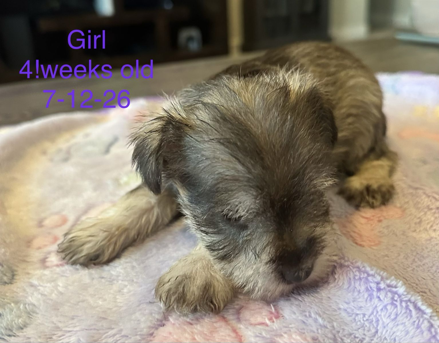 Miniature Schnauzers