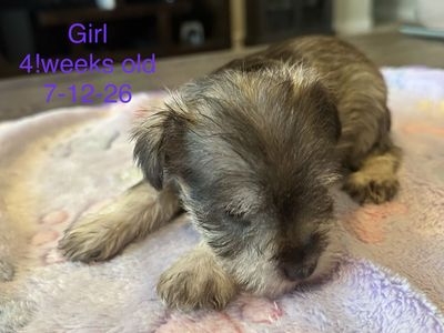 Miniature Schnauzers