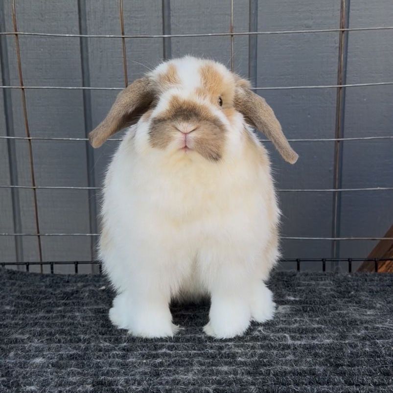 Show Holland Lop Buck