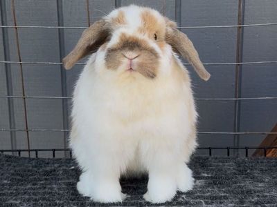Show Holland Lop Buck