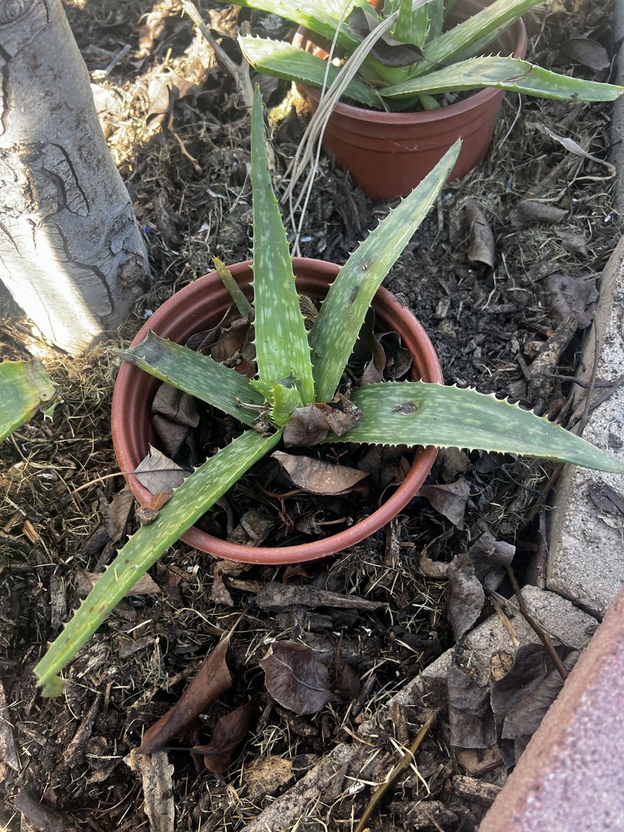 Aloe Vera Plants In A Pot