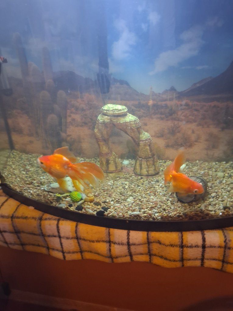 Large gold fish