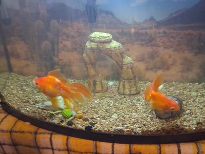Large gold fish