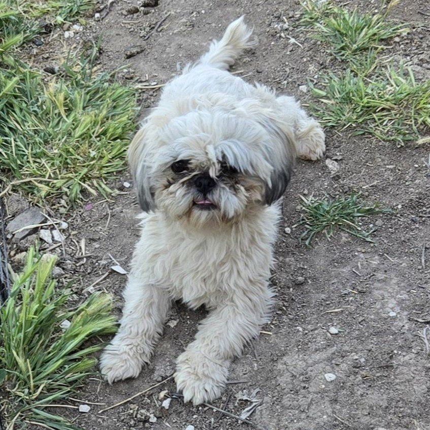AKC Male shitzu/shih Tzu Stud