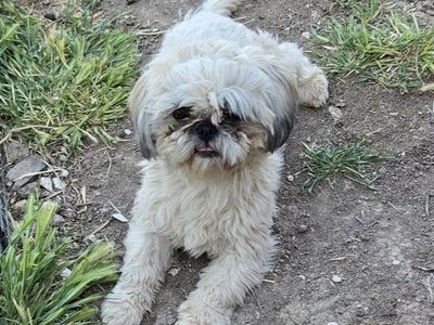 AKC Male shitzu/shih Tzu Stud