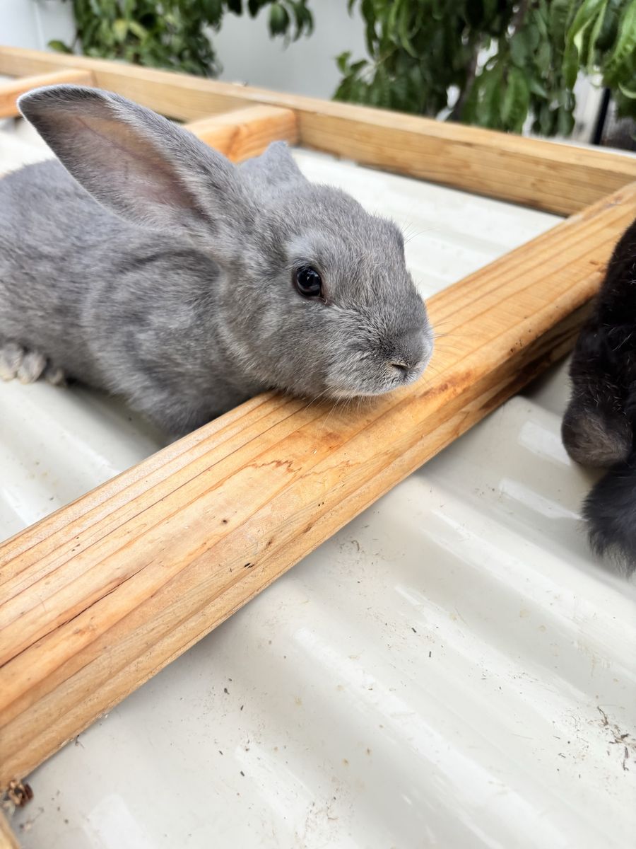 New Zealand Baby Rabbits For Sale!