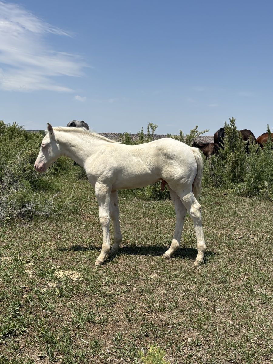 AQHA SC Smoken Cashmere Grullo